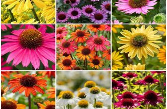 Rudbeckia Hirta Seeds, Mixed Colors Coneflower Garden Perennial Plant Seeds