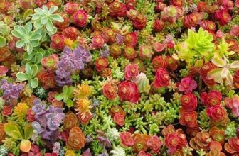 Sedum Mix | 1000+ seeds approx | Green Roof | Rock Garden | Same Day Dispatch
