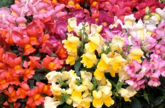 Antirrhinum F1 Appeal Mixed – Snapdragon | Garden Ready Bedding Plants 6 Pack