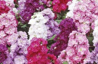 Stock Ten Weeks Mixed Seeds Grow Your Own Flowers Borders Simply Garden