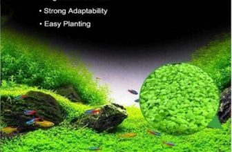 Aquarium Clover Grass Seeds Carpet Landscape Aquatic Water Fish Tank Plant Seeds