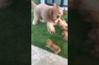 Watch my dog learn to be a Big Brother! #goldendoodle #puppies #bigbrother