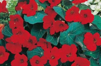 Nasturtium Empress Of India Mixed Seeds Grow Your Own Flowers Simply Garden