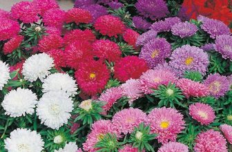 Aster Colour Carpet Mixed Seeds Grow Your Own Flowers Borders Simply Garden