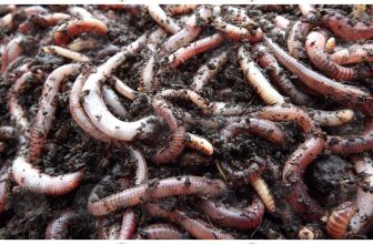 Compost Worms Fishing Bait Reptile Live food Composting Wormery MULTI LISTING