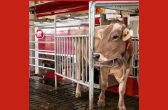 Smarter dairy farms where robots milk the cows