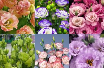 50-100 Eustoma Grandiflorum Seeds Outdoor Flower Seeds Garden Yard Decor Plants