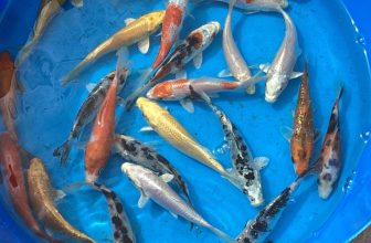 10 Koi Carp 4-5 Inch Stunning Friendly Healthy FREE Delivery & Food Ready Now