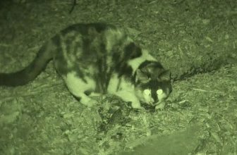 The Good Nite Gear NVG50 Offers Night Vision on the Cheap(ish)