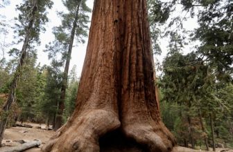 A sequoia forest in Detroit? Plantings to improve air quality and mark Earth Day