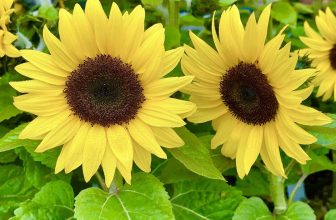Mini Dwarf Sunflower Seeds To Grow in Pots & Gardens – 50x Seeds – Flowers