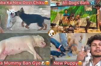New Ambully Puppy Ki Entry Hui Ghar🐶Rock K Jaisa Puppy Mila😍|| Jora Mummy Ban Gye Puppy Ki😍