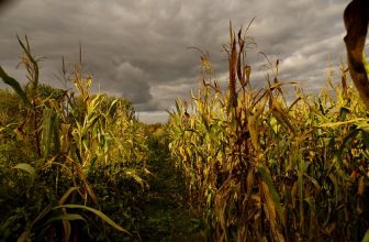 Ein Bed im Kornfeld ???