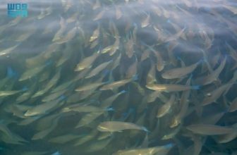 Harid fish migration creates stunning spectacle off Farasan Islands ahead of the annual festival