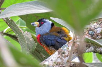 Semnornis ramphastinus