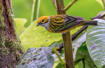 Tangara icterocephala