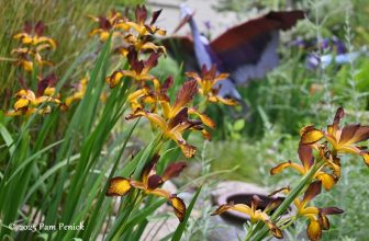 Cottage garden charm in Tom’s Tarrytown garden, Part 1