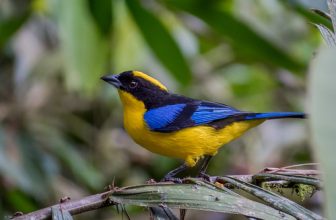 Anisognathus somptuosus