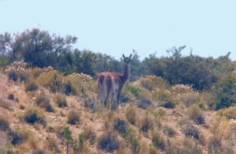 SOUTHERN GUANACO (Lama guanicoe guanicoe) ……. Guanaco austral ~ Original = (949 x 615)