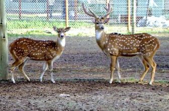 CHITAL DEER (Axis axis axis) …. Ciervo axis …………… Original = (1795 x 1304)