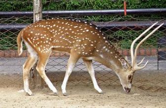 CHITAL DEER (Axis axis axis) …. Ciervo axis …………… Original = (3114 x 1845)