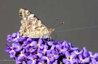 Painted Lady Butterfly  28-Jul-19 M_006