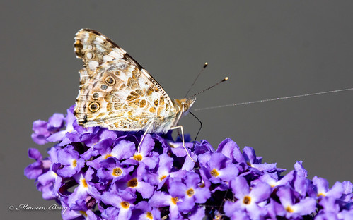 Painted Lady Butterfly  28-Jul-19 M_006