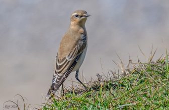DSC6629  Wheatear…
