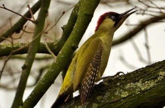 And now another song in love