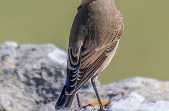 DSC8986  Wheatear…