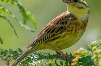 DSC2014a   Yellowhammer…