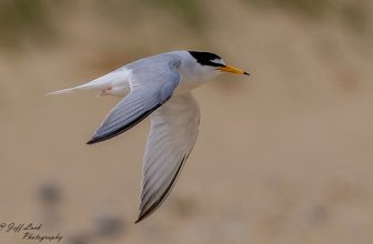 DSC7319  Little Tern..
