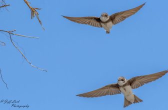 DSC6104  Sand Martins..