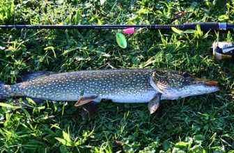 Freshly Caught Northern Pike