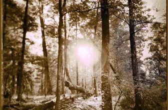 Are We Out of the Woods ? Yet ? 2