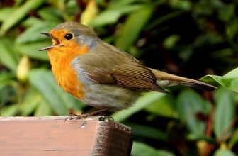 Sing to whom song is given!