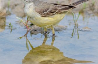 DSC4750 Yellow Wagtail….