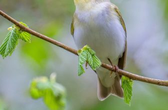 DSC1545  Wood Warbler..