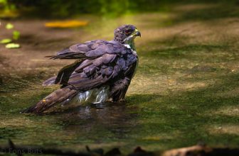 Augur Buzzard in a small stream
