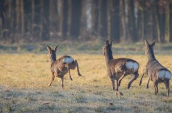 Frühlingsbeginn auf dem Wohld