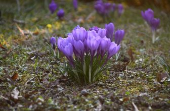 Frühling im Park 2025 – 3