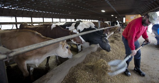 James Downs feeds his cows Monday, Dec. 5, 2016, in Gilmanton Ironworks, N.H. Downs is one of about 100 dairy farmers in New Hampshire glad dairy farmers' struggles are receiving attention from the state's legislature. (AP Photo/Jim Cole)