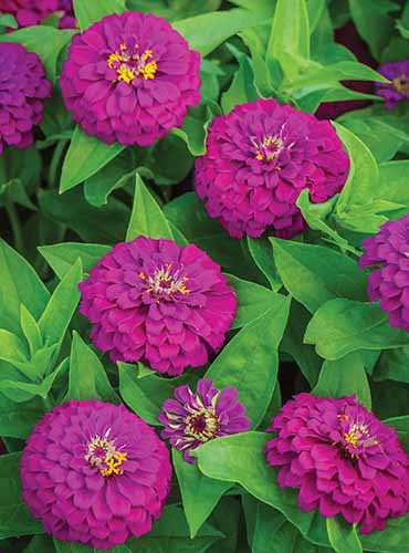 A close up vertical image of purple 'Amethyst Treasure' zinnia flowers growing in the garden.