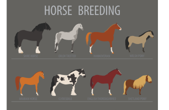 Arabian Horses: Grace, Elegance, and Heritage