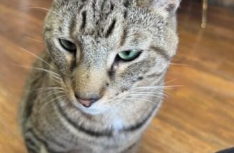 A Novel Romance | Smart Bitches, Trashy Books