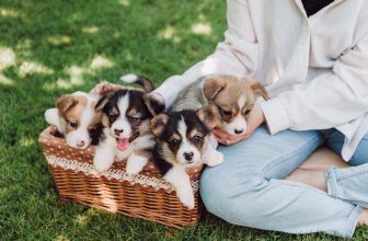 14 Best Side Hustles for Animal Lovers To Make Extra Money