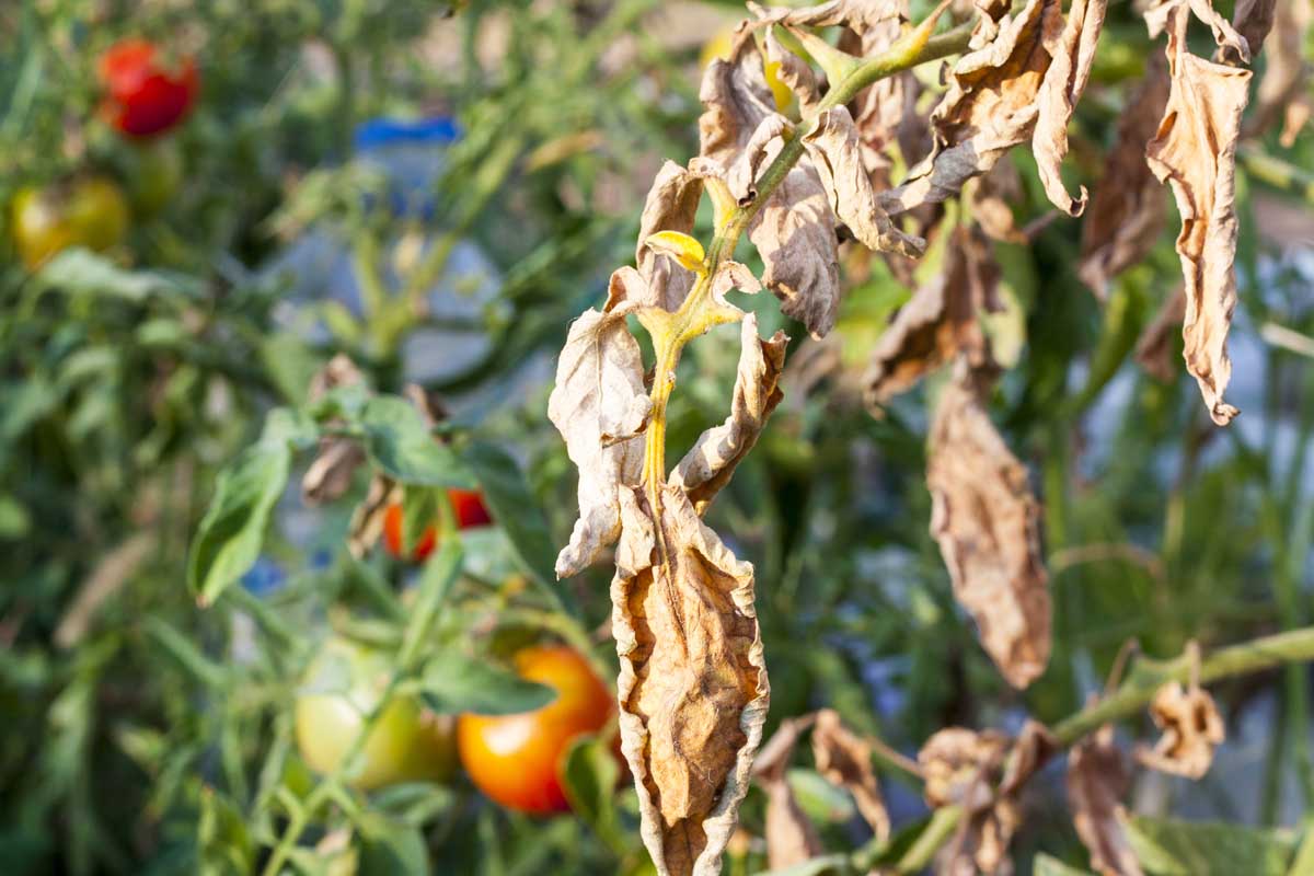 A close up of leaves suffering from a plant disease called blight. The foliage has turned yellow and is wilting, pictured in bright sunshine on a soft focus background.