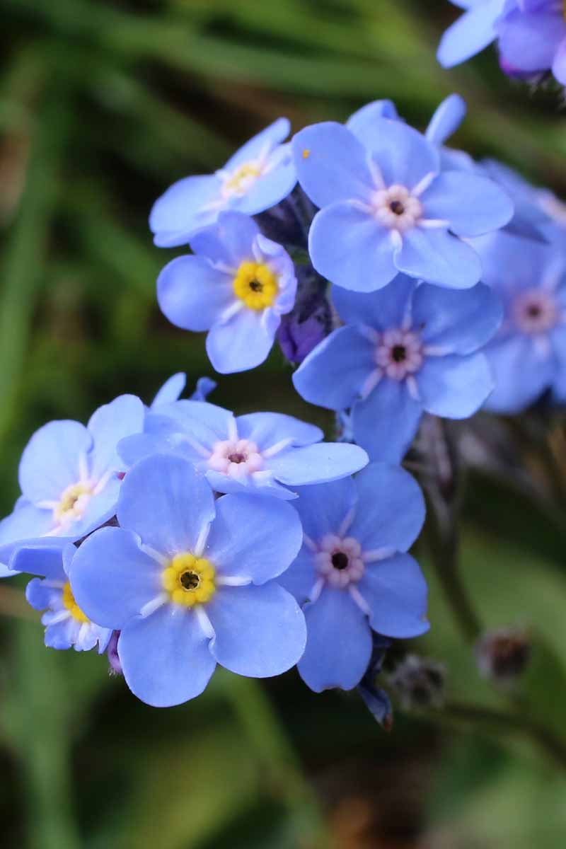 A close up vertical image of bright blue forget-me-not flowers (Myosotis sylvatica) pictured on a green soft focus background.