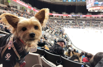 Dog Friendly Hockey Games – 2024 / 2025 Season