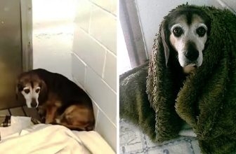 After 764 Days Apart, Dad Wonders If Missing Senior Dog Would Recognize Him Again